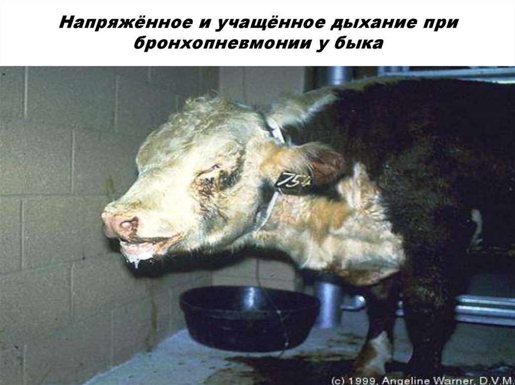 Напряжённое и учащённое дыхание при бронхопневмонии у быка