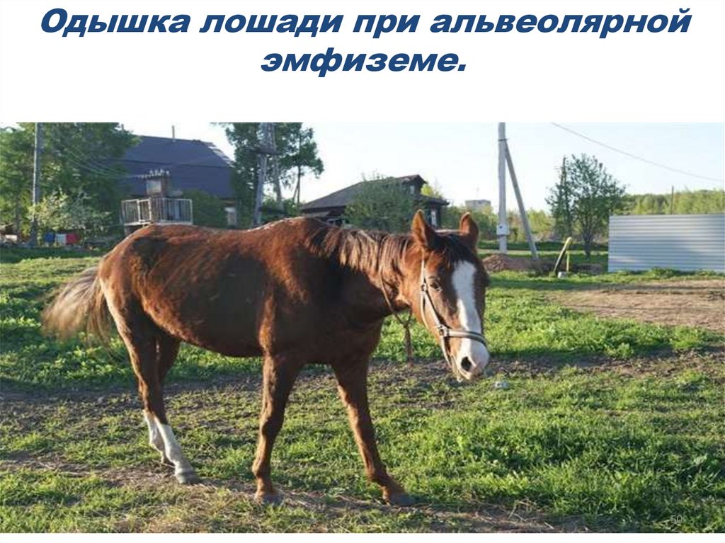 Одышка лошади при альвеолярной эмфиземе.