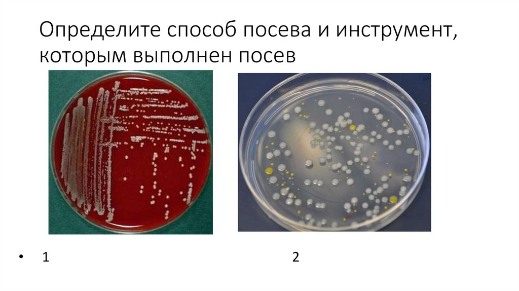 Определите способ посева и инструмент, которым выполнен посев