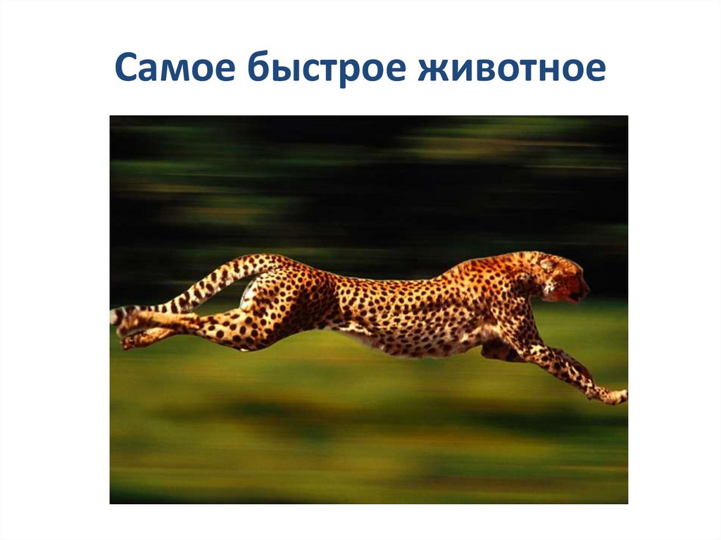 Самое быстрое животное