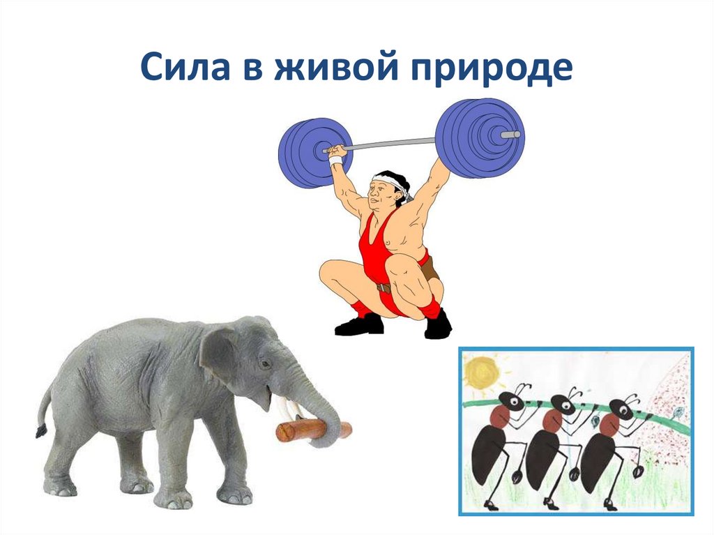 Сила в живой природе