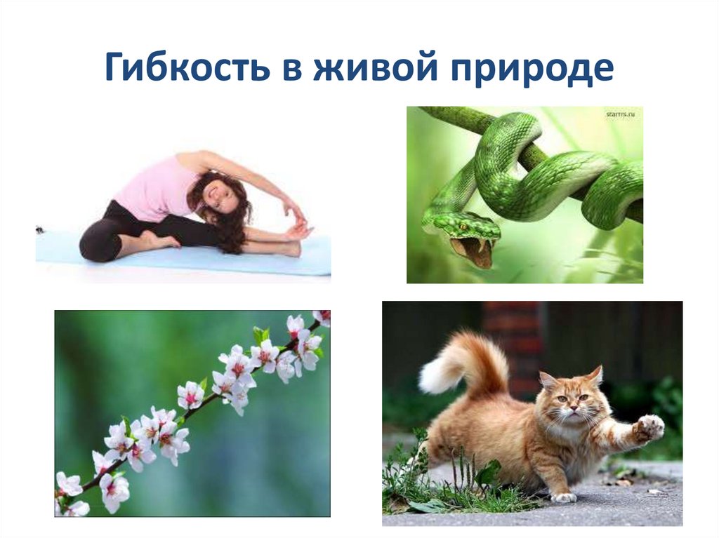 Гибкость в живой природе