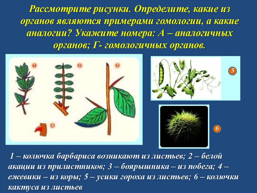 Рассмотрите рисунки. Определите, какие из органов являются примерами гомологии, а какие аналогии? Укажите номера: А –
