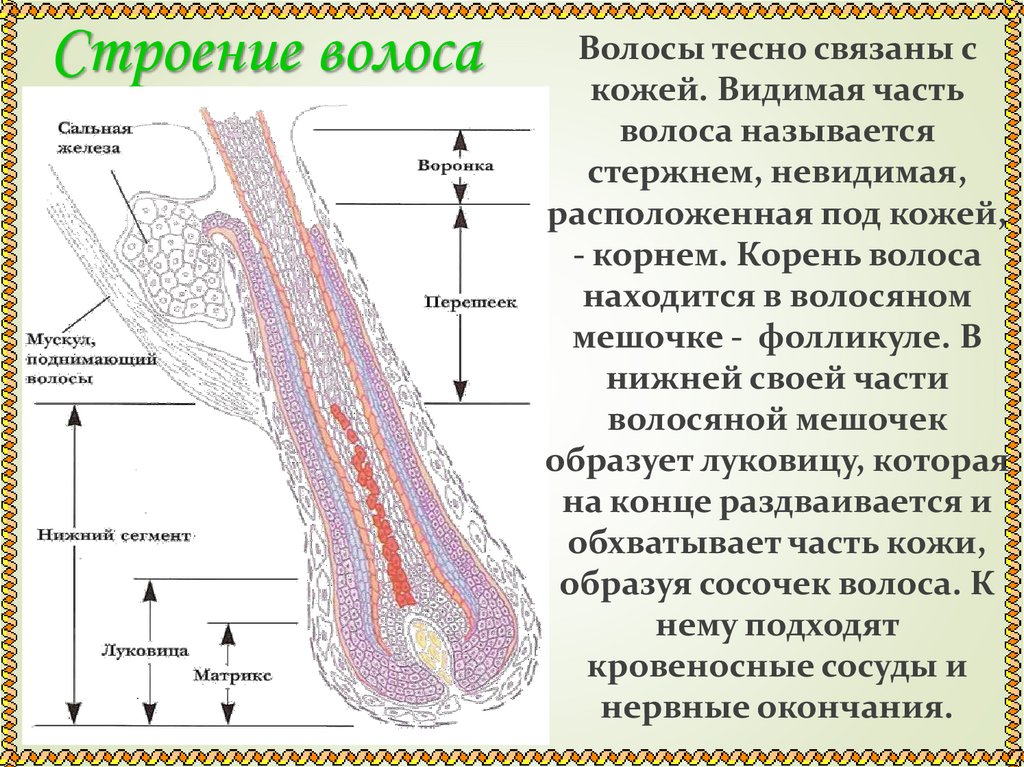 Строение волоса
