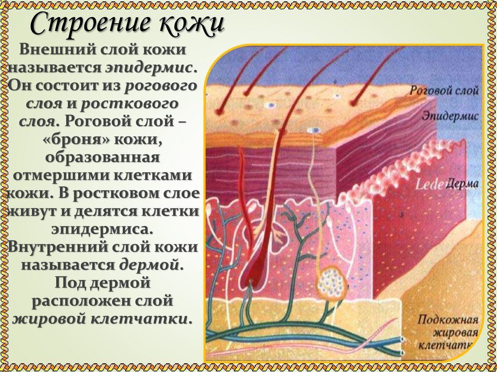Строение кожи
