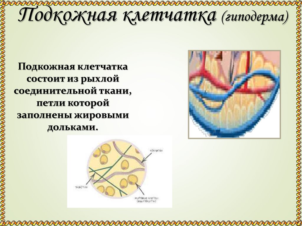 Подкожная клетчатка (гиподерма)