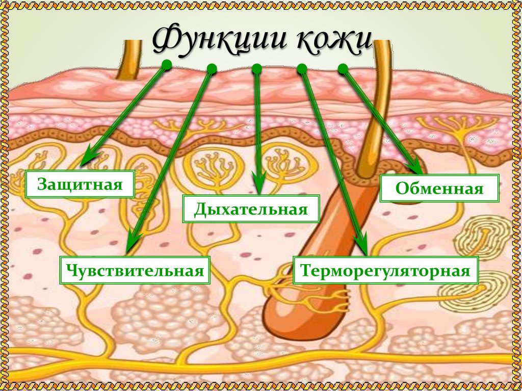 Функции кожи