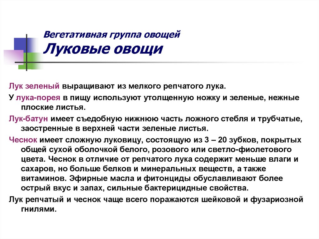 Вегетативная группа овощей Луковые овощи