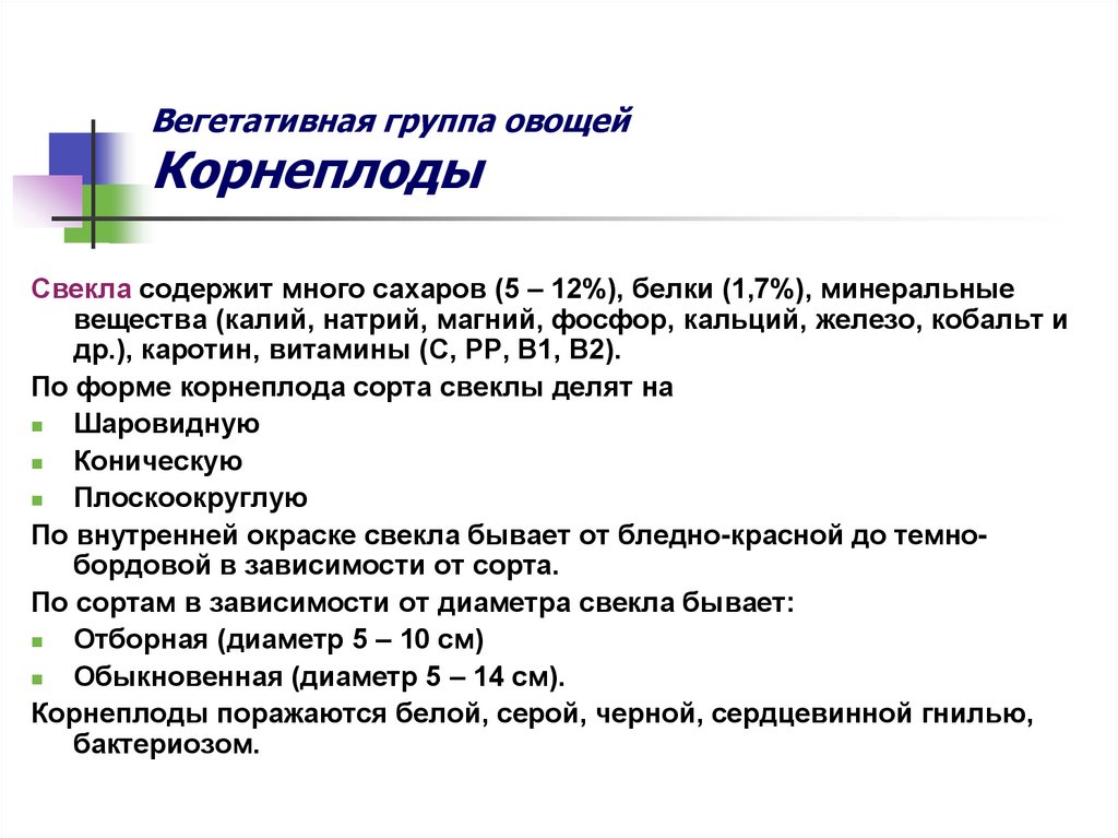 Вегетативная группа овощей Корнеплоды