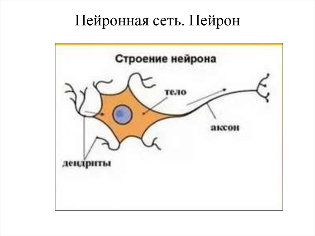 Нейронная сеть. Нейрон