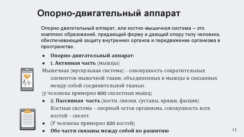 Опорно-двигательный аппарат, или костно-мышечная система – это комплекс образований, придающий форму и дающий опору телу