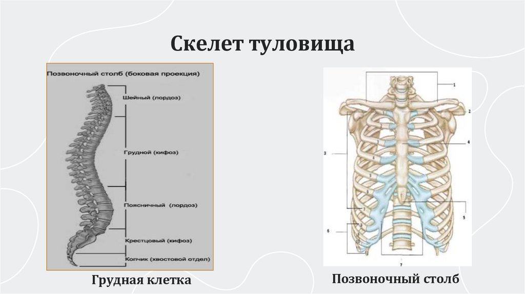 Скелет туловища
