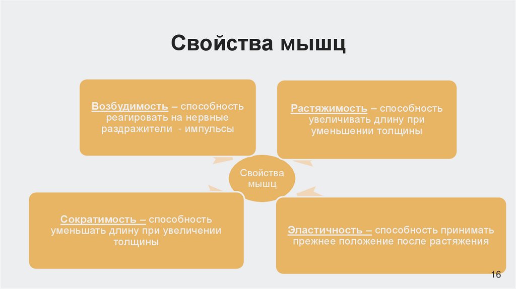 Свойства мышц