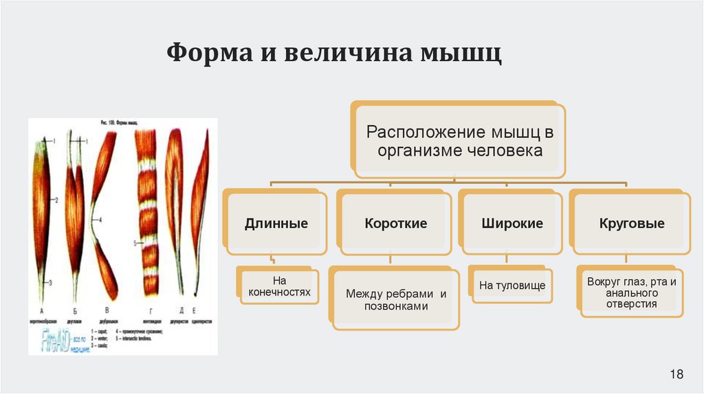 Форма и величина мышц