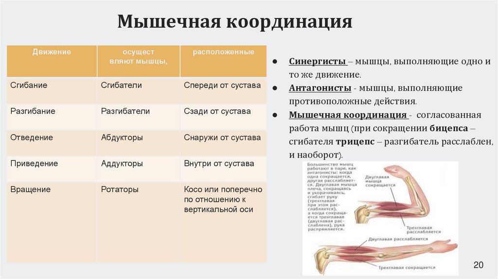 Мышечная координация