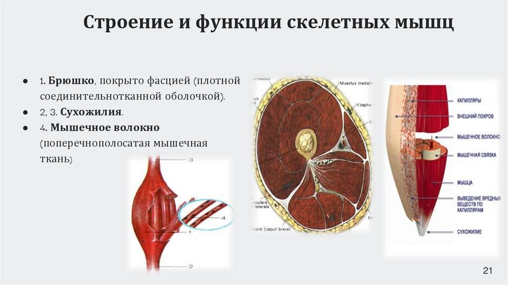 Строение и функции скелетных мышц