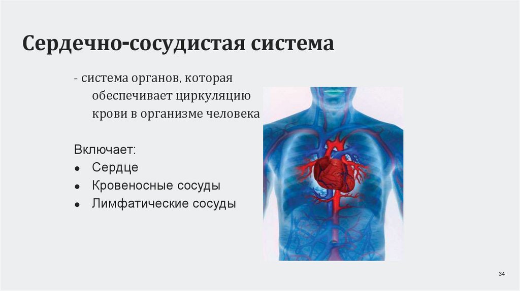 Сердечно-сосудистая система