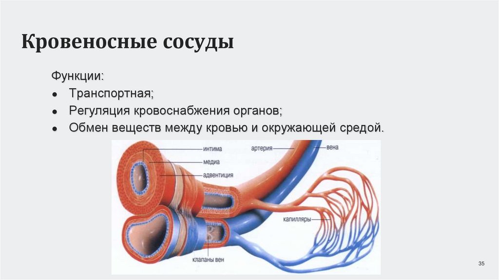 Кровеносные сосуды