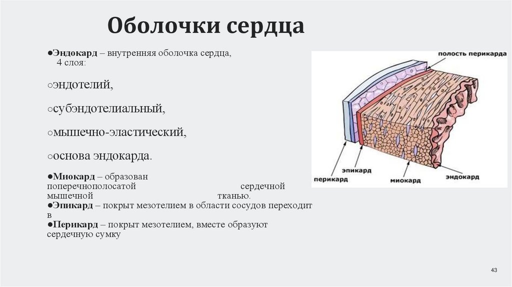 Оболочки сердца