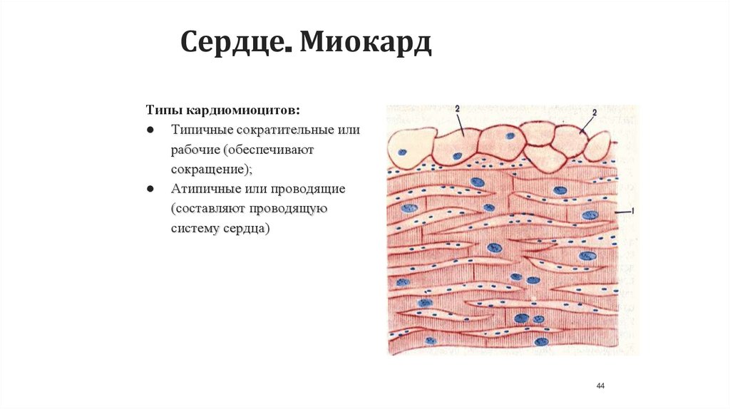 Сердце. Миокард