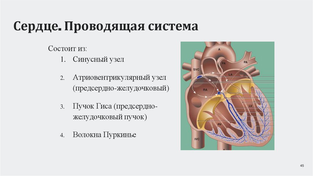 Сердце. Проводящая система