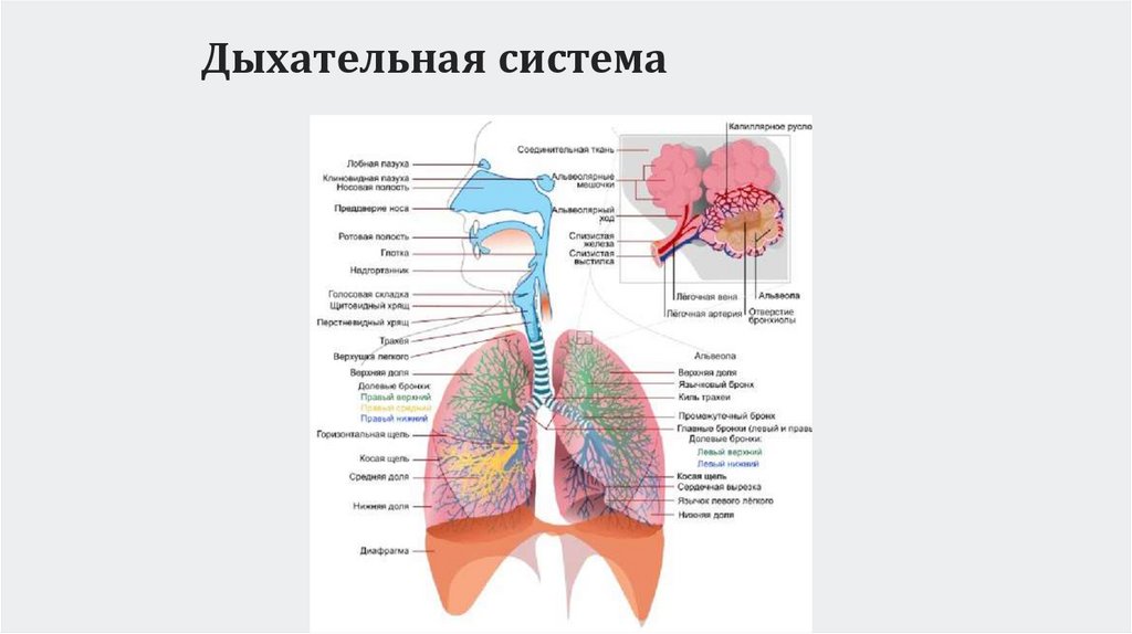 Дыхательная система