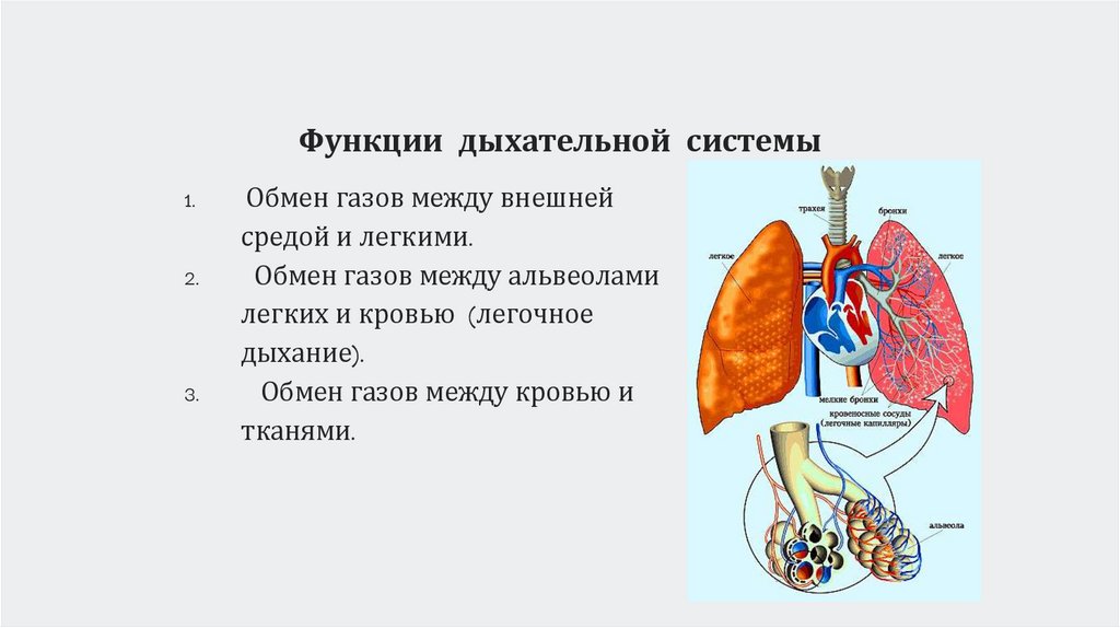Функции дыхательной системы