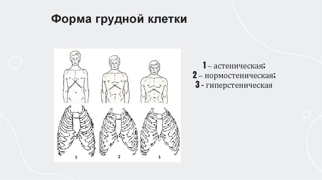 1 – астеническая; 2 – нормостеническая; 3 - гиперстеническая