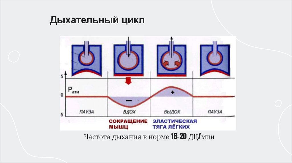 Частота дыхания в норме 16-20 ДЦ/мин