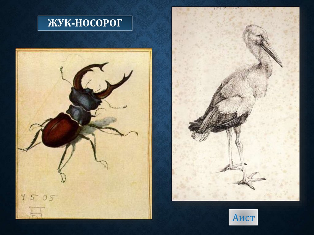 Жук-носорог