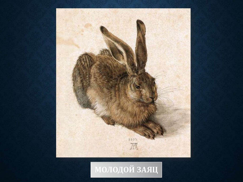 Молодой заяц