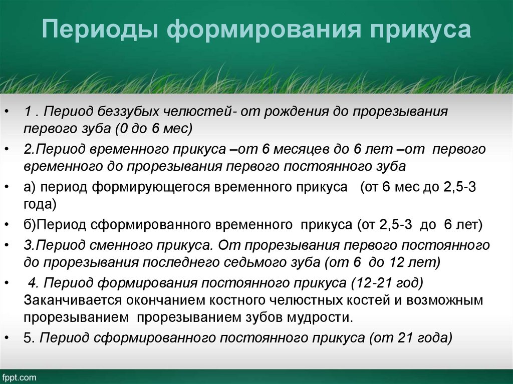 Периоды формирования прикуса