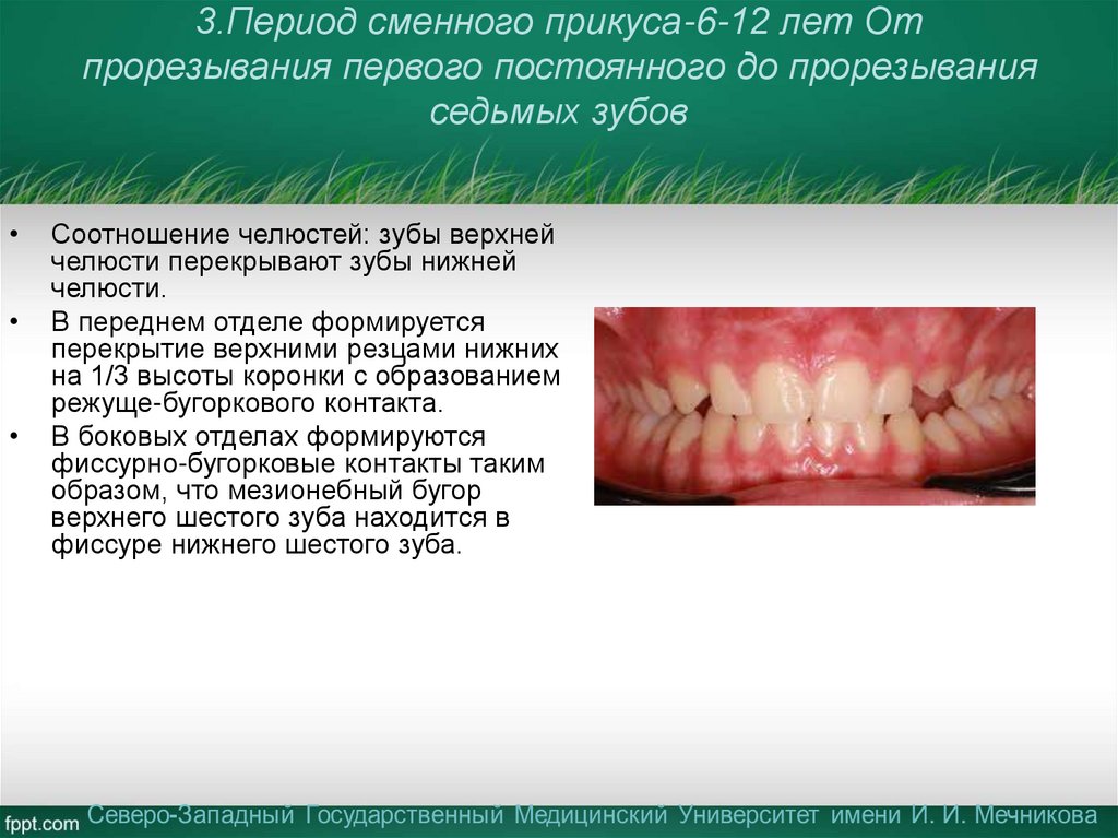 3.Период сменного прикуса-6-12 лет От прорезывания первого постоянного до прорезывания седьмых зубов