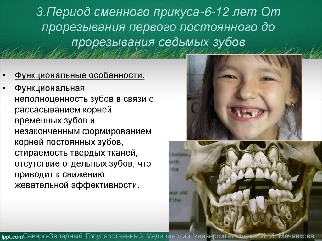 3.Период сменного прикуса-6-12 лет От прорезывания первого постоянного до прорезывания седьмых зубов