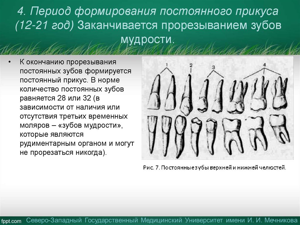 4. Период формирования постоянного прикуса (12-21 год) Заканчивается прорезыванием зубов мудрости.
