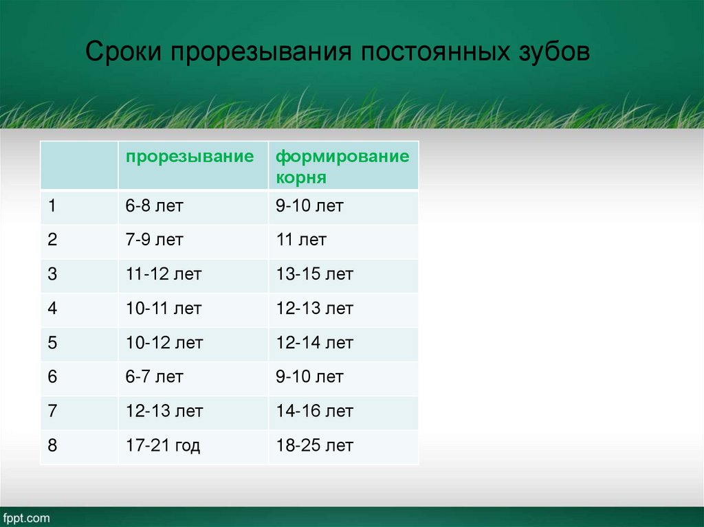 Сроки прорезывания постоянных зубов