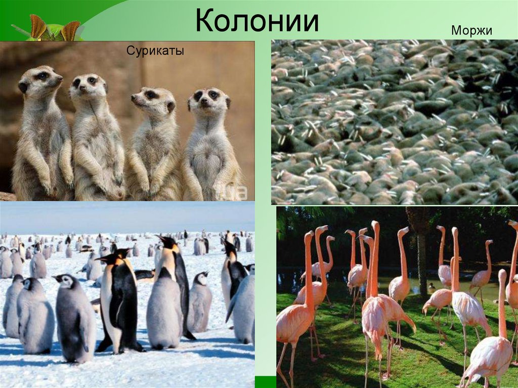 Колонии