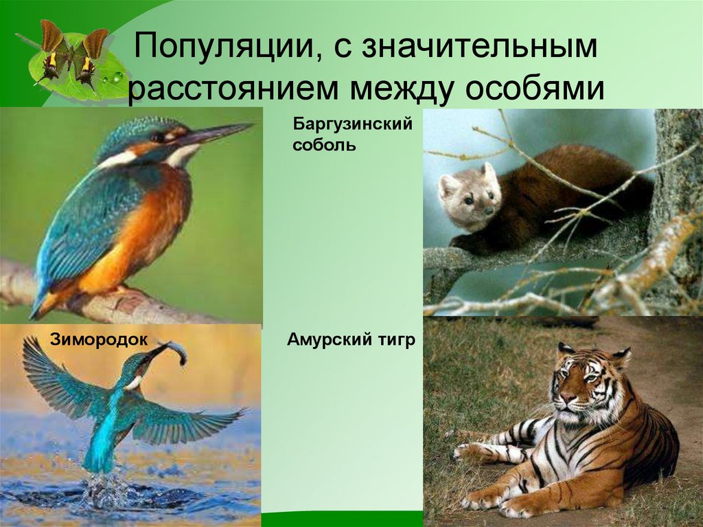 Популяции, с значительным расстоянием между особями