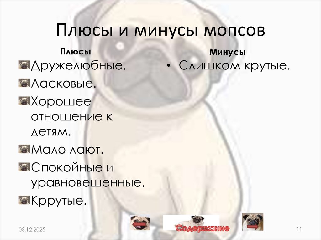 Плюсы и минусы мопсов
