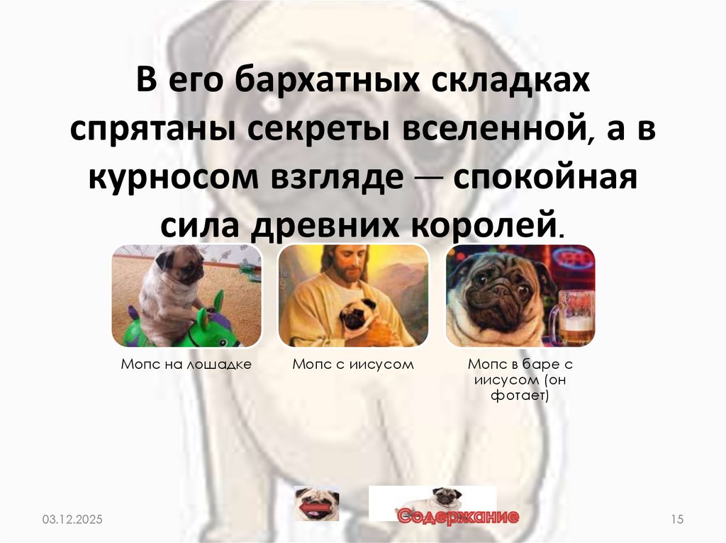 В его бархатных складках спрятаны секреты вселенной, а в курносом взгляде — спокойная сила древних королей.