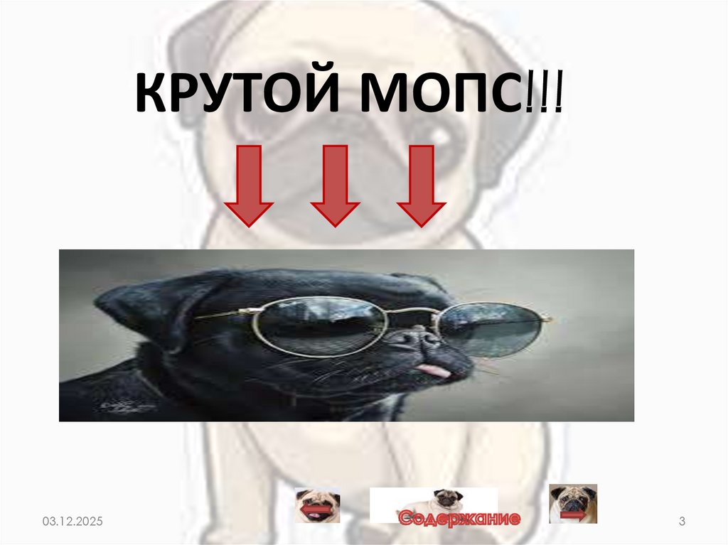 КРУТОЙ МОПС!!!