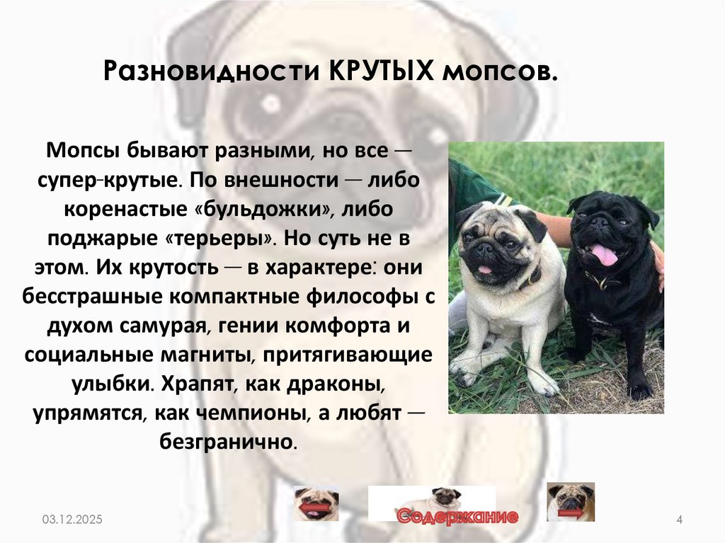 Мопсы бывают разными, но все — супер-крутые. По внешности — либо коренастые «бульдожки», либо поджарые «терьеры». Но суть не в