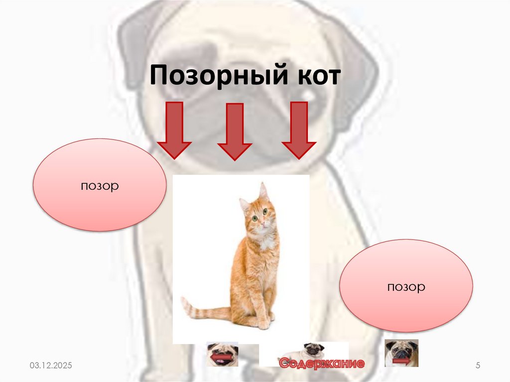 Позорный кот