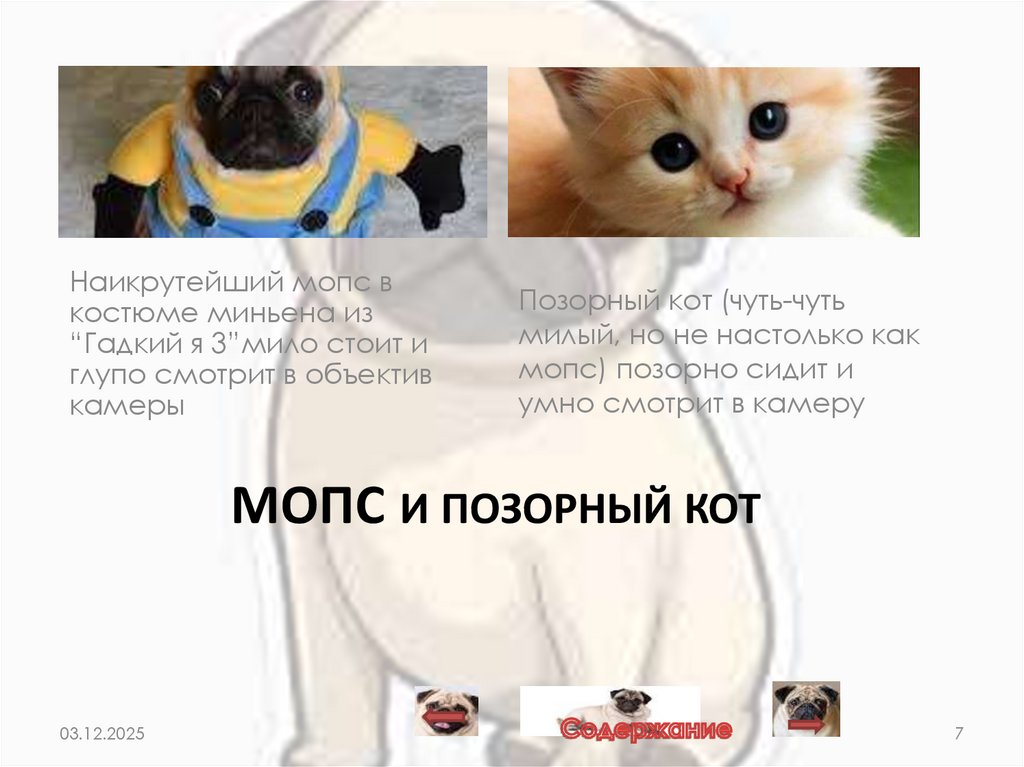 Мопс И Позорный кот