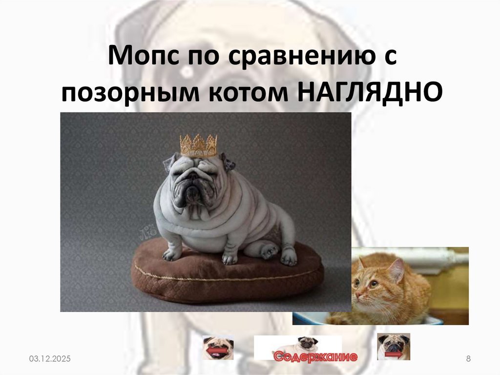 Мопс по сравнению с позорным котом НАГЛЯДНО