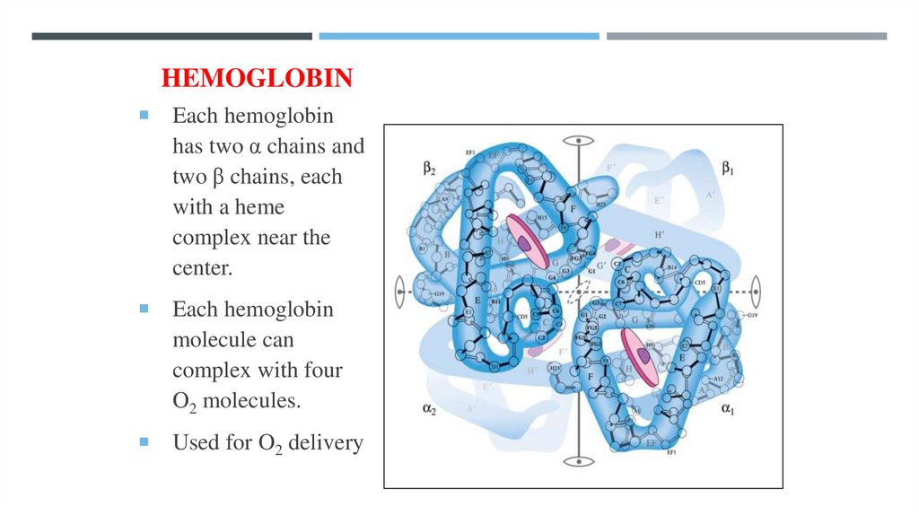 Hemoglobin