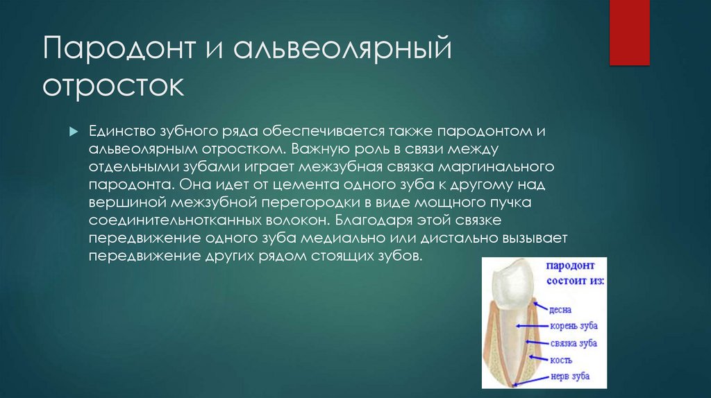 Пародонт и альвеолярный отросток