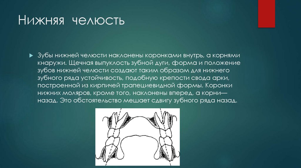 Нижняя челюсть