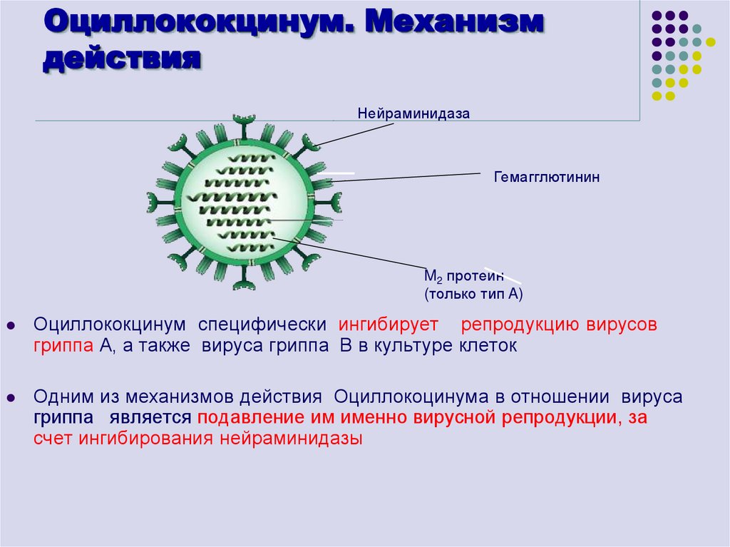 Оциллококцинум. Механизм действия