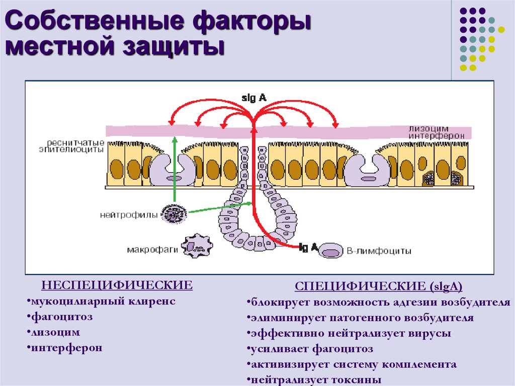 Собственные факторы местной защиты